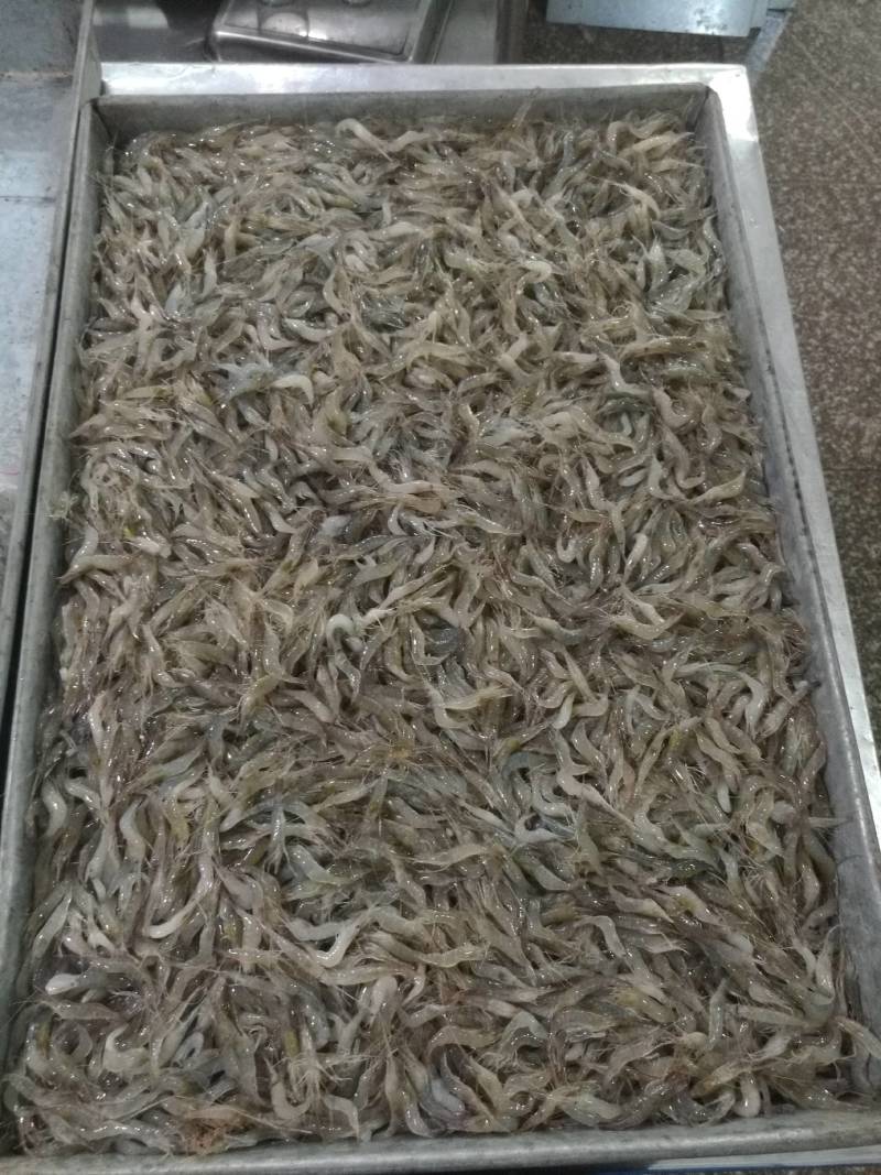 水煮河虾，精选无杂质，品质**
