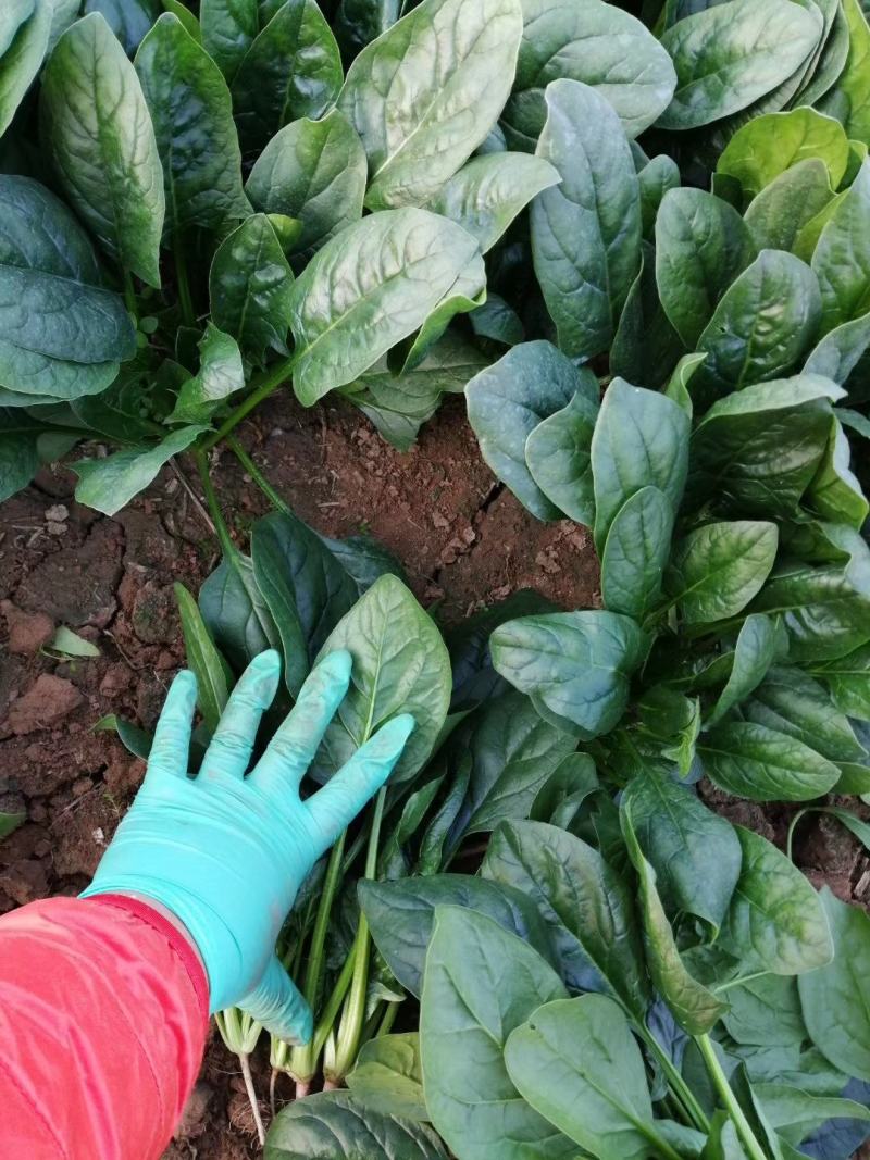 河北菠菜大量供应保质保量全国代发新鲜采摘欢迎咨询