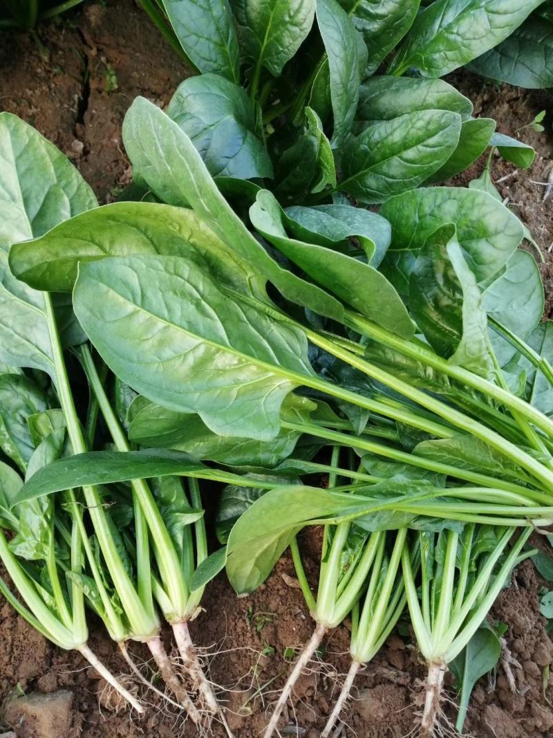 河北菠菜大量供应保质保量全国代发新鲜采摘欢迎咨询