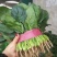 河北菠菜大量供应保质保量全国代发新鲜采摘欢迎咨询