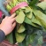 河北菠菜大量供应保质保量全国代发新鲜采摘欢迎咨询