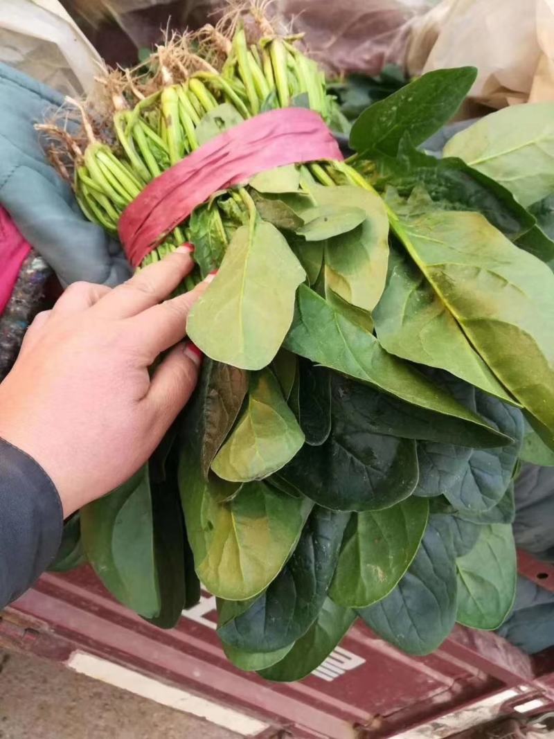 河北菠菜大量供应保质保量全国代发新鲜采摘欢迎咨询