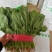 河北菠菜大量供应保质保量全国代发新鲜采摘欢迎咨询