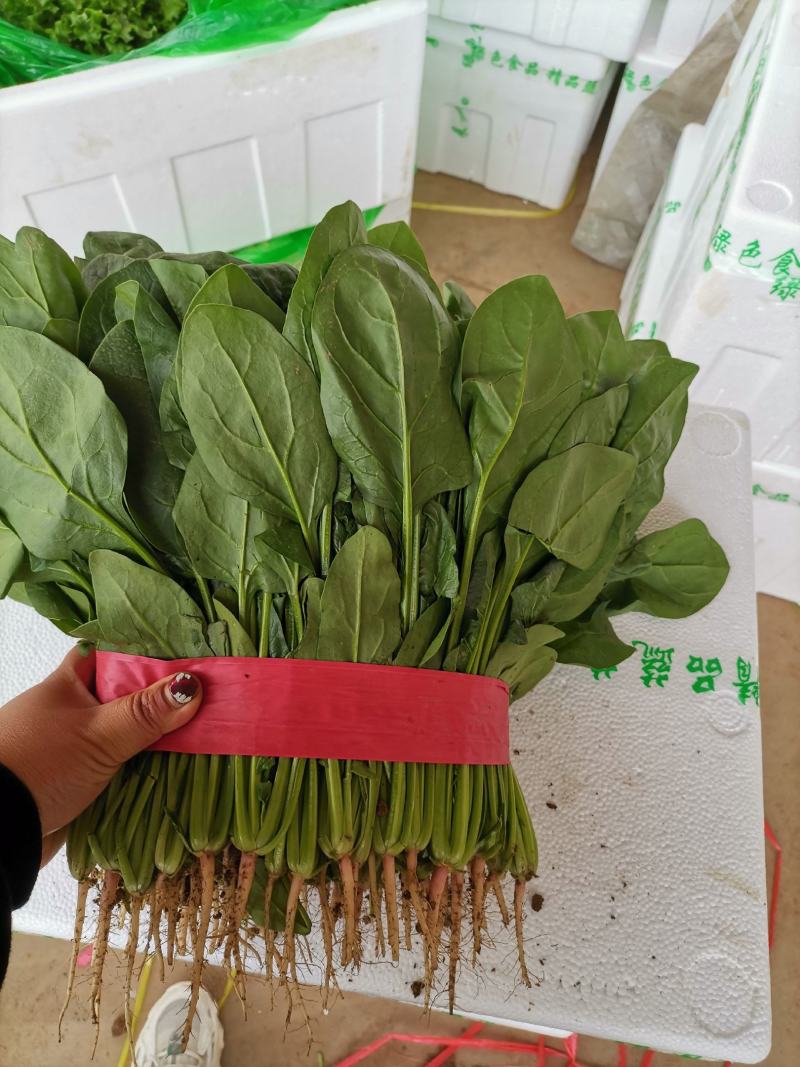 河北菠菜大量供应保质保量全国代发新鲜采摘欢迎咨询