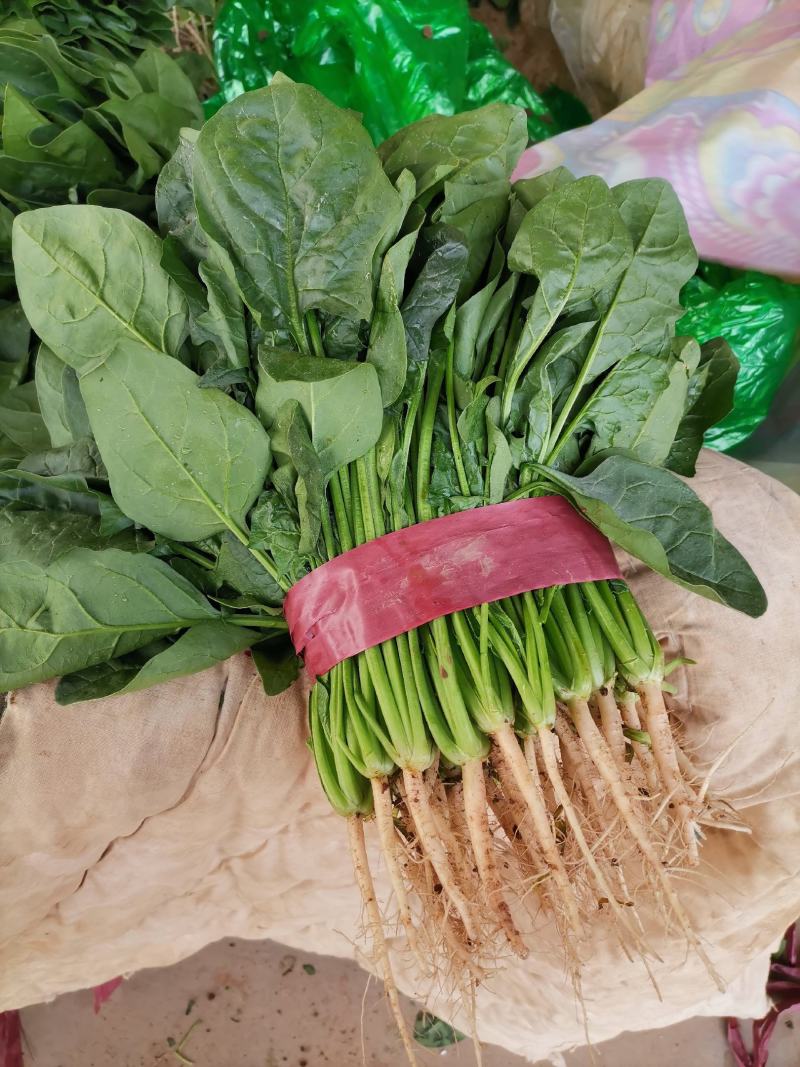 河北菠菜大量供应保质保量全国代发新鲜采摘欢迎咨询