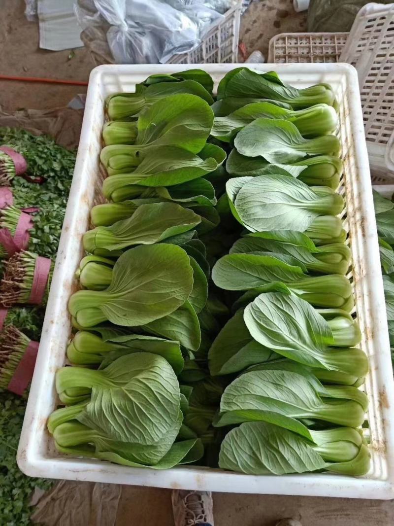 上海青