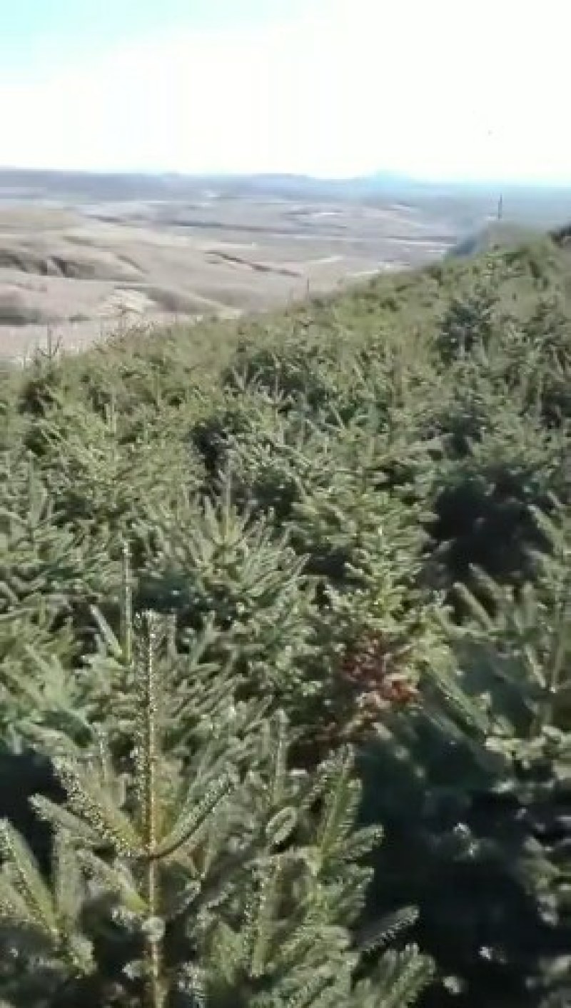 云杉定植苗60/1米高量大。