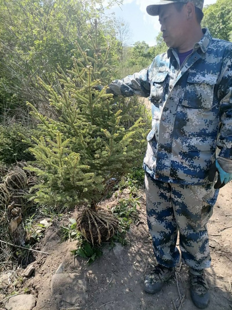 云杉定植苗60/1米高量大。