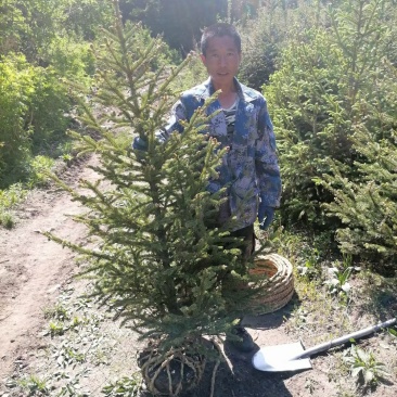 云杉定植苗60/1米高量大。