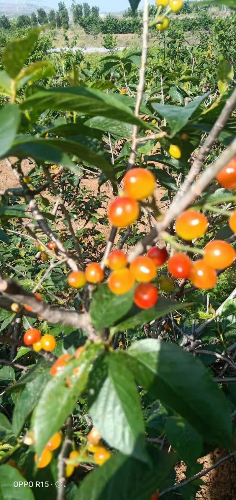 露天大樱桃大量上市，