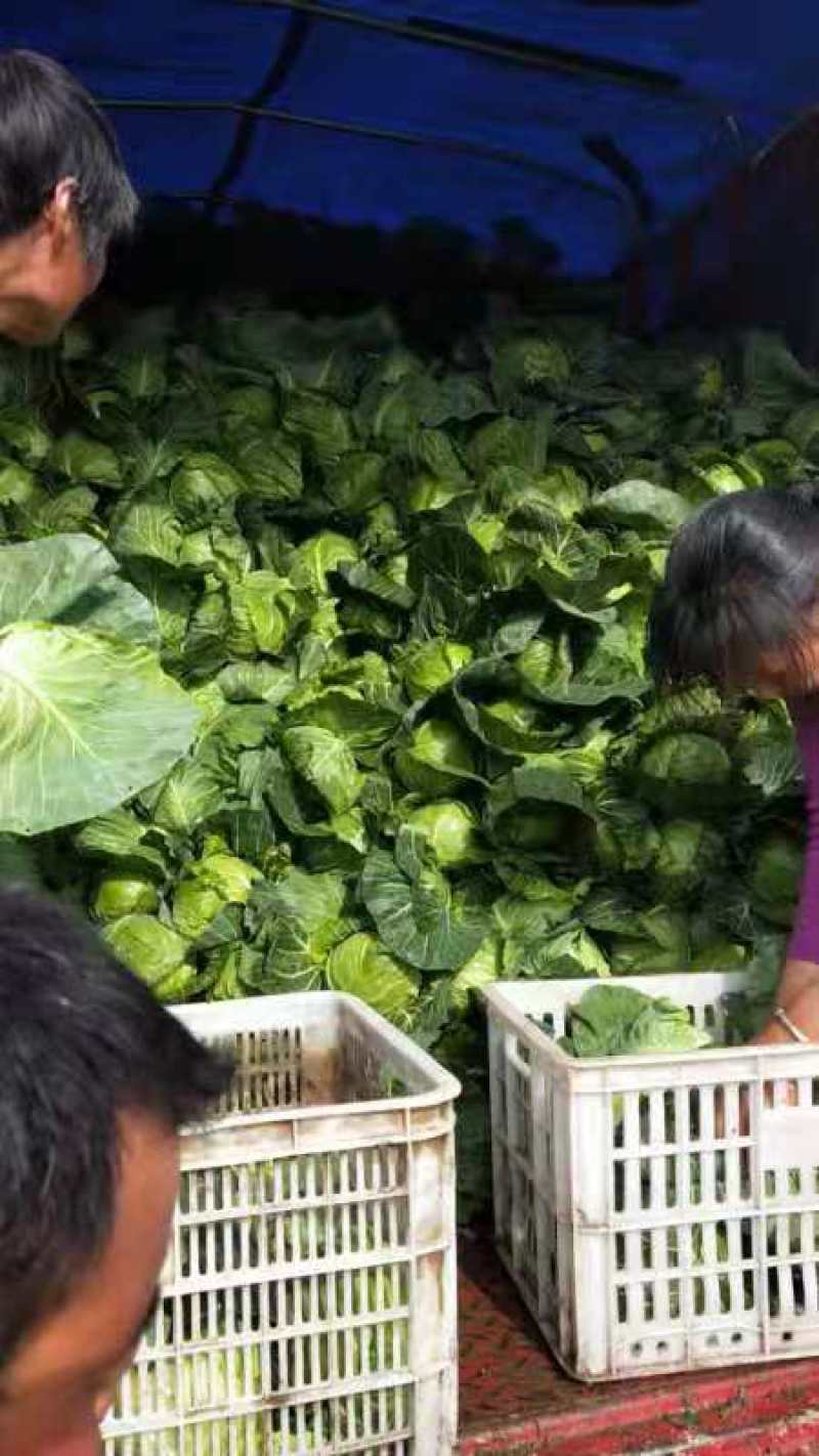 精品甘蓝需要和我联系