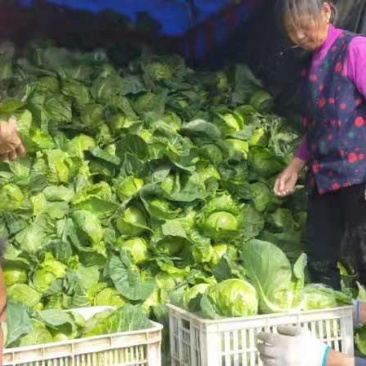 精品甘蓝需要和我联系