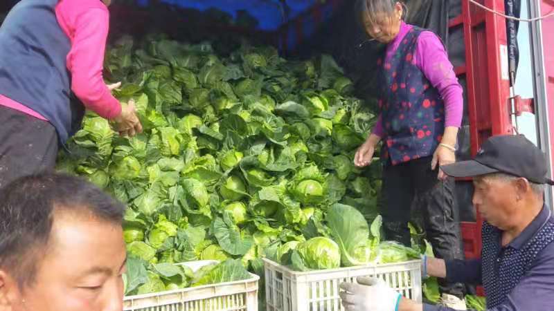 精品甘蓝需要和我联系
