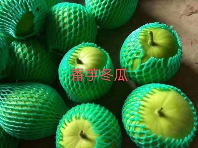 香芋冬瓜，芋香冬瓜，芋头冬瓜，新品种，可以生吃的冬瓜