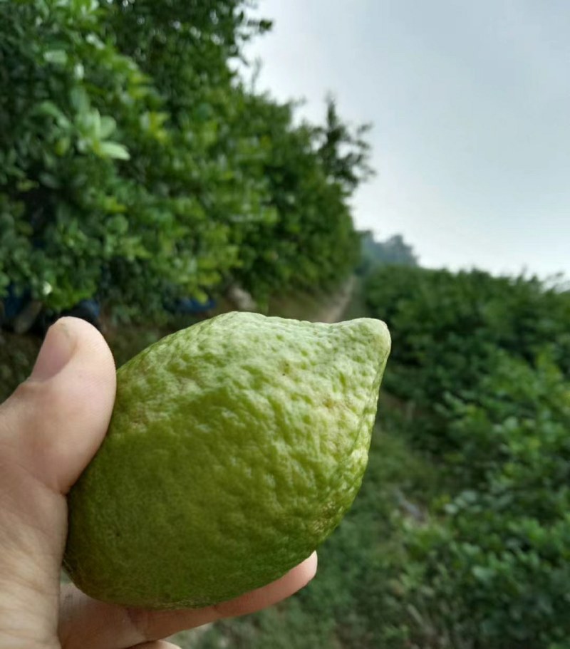 正宗广东无籽香水柠檬