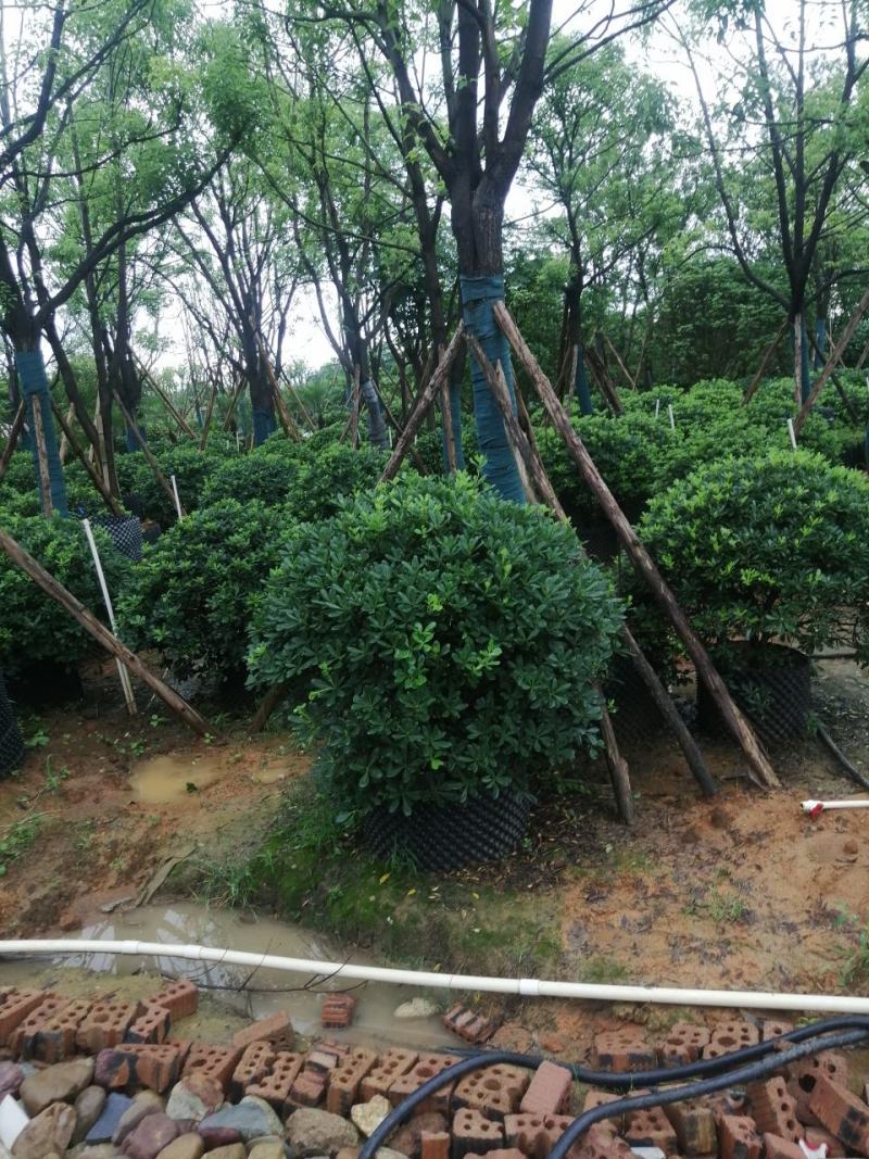 海桐球大量各种规格