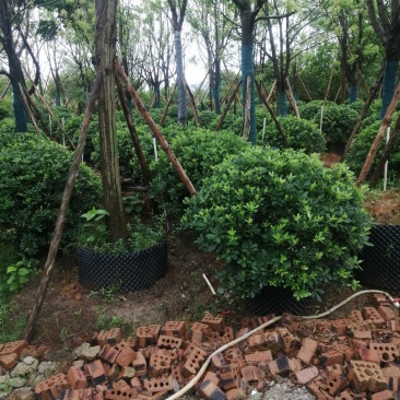 海桐球大量各种规格