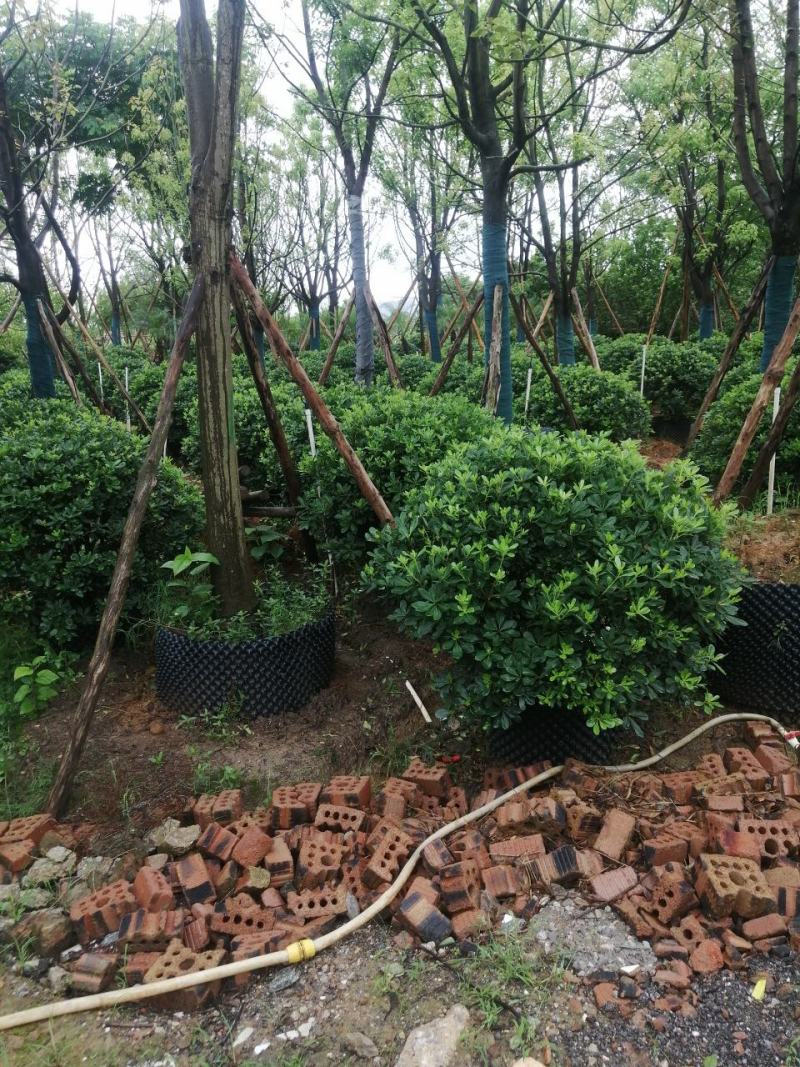海桐球大量各种规格