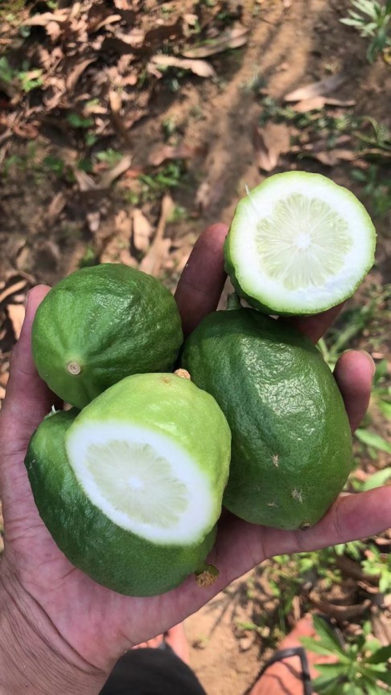 正宗广东无籽香水柠檬