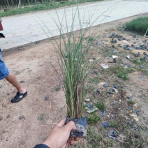 细叶芒细叶芒草场地直销大量供应欢迎咨询