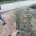细叶芒细叶芒草场地直销大量供应欢迎咨询
