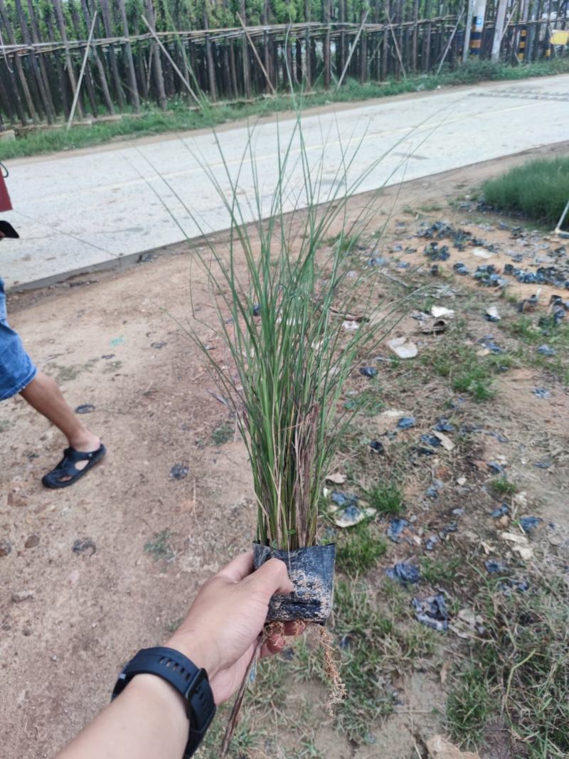 细叶芒细叶芒草场地直销大量供应欢迎咨询