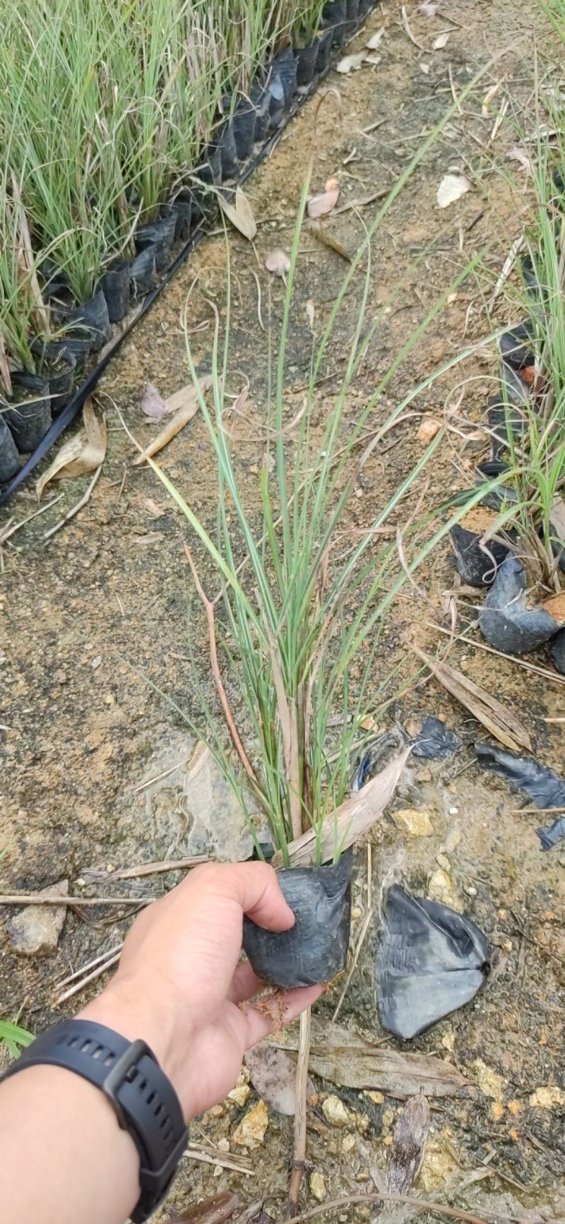 细叶芒细叶芒草场地直销大量供应欢迎咨询