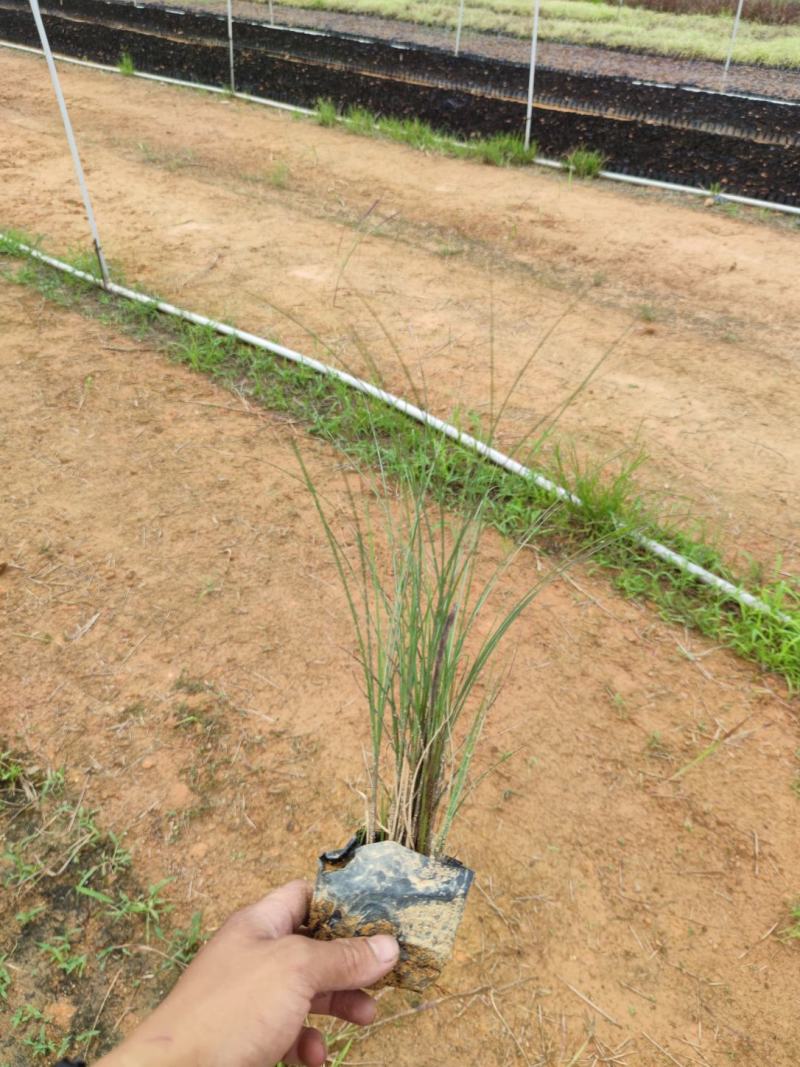 细叶芒细叶芒草场地直销大量供应欢迎咨询