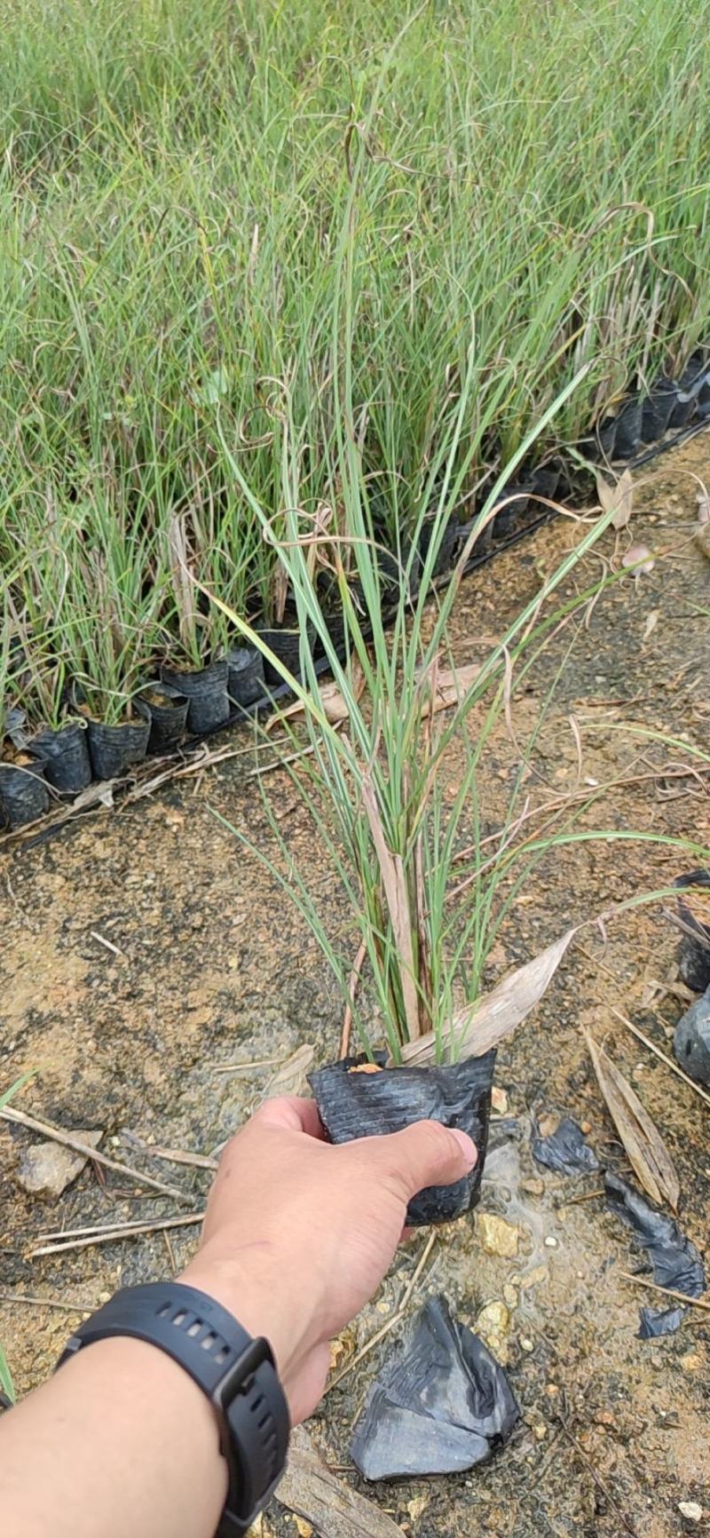 细叶芒细叶芒草场地直销大量供应欢迎咨询