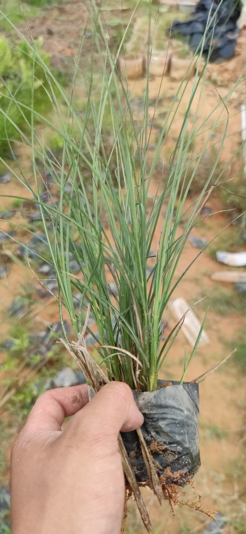 细叶芒细叶芒草场地直销大量供应欢迎咨询
