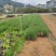 细叶芒细叶芒草场地直销大量供应欢迎咨询
