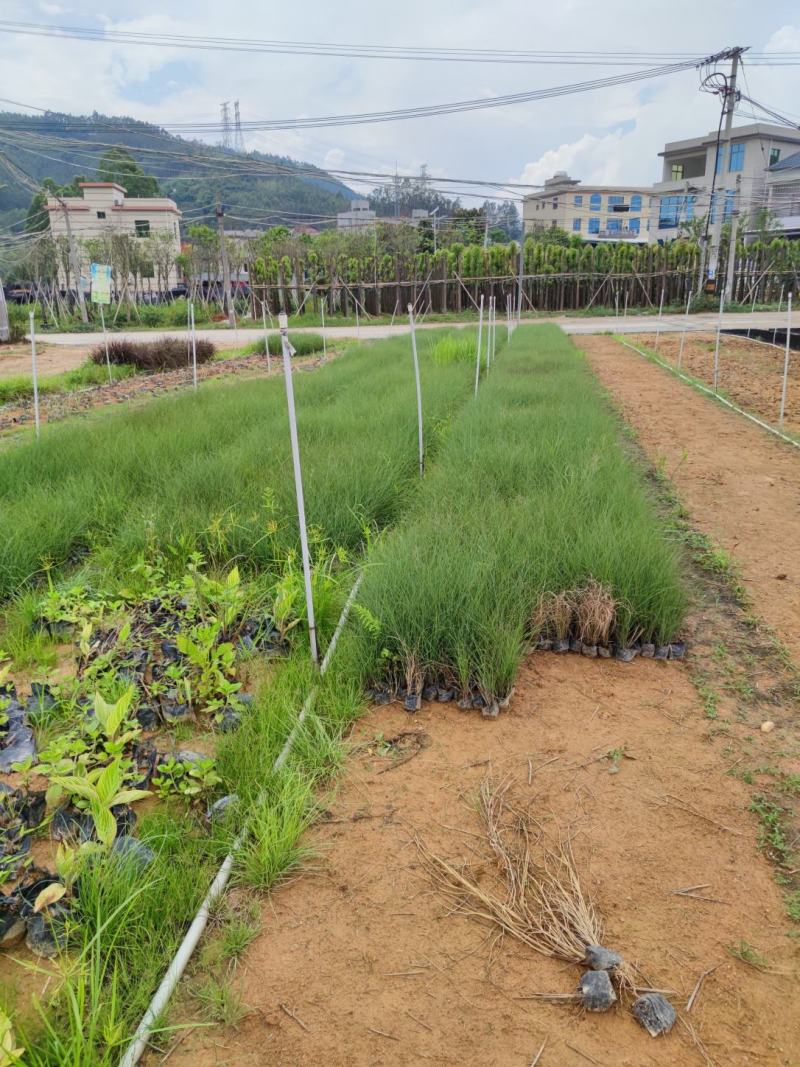 细叶芒细叶芒草场地直销大量供应欢迎咨询