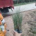 细叶芒细叶芒草场地直销大量供应欢迎咨询