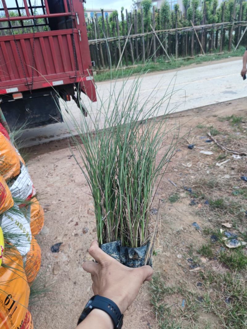 细叶芒细叶芒草场地直销大量供应欢迎咨询