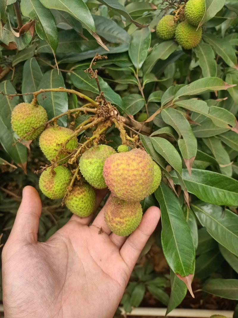 广东茂名白糖罂