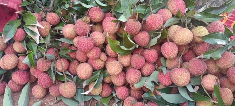 广东茂名白糖罂