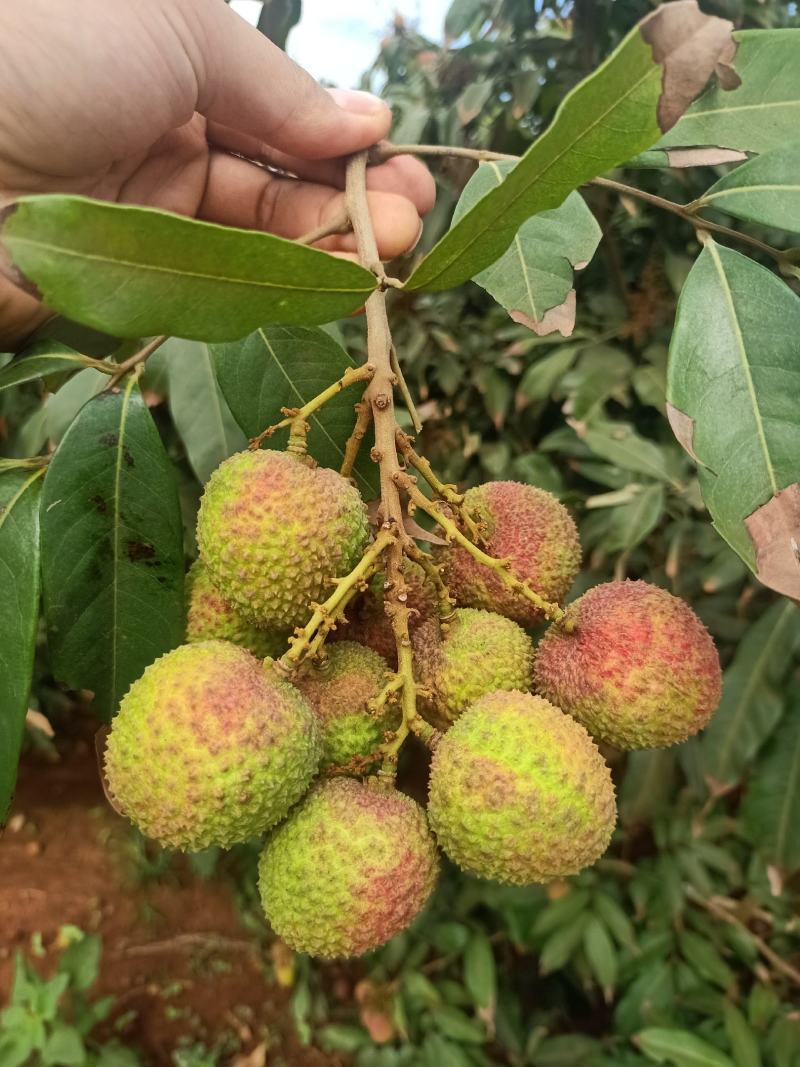 广东茂名白糖罂