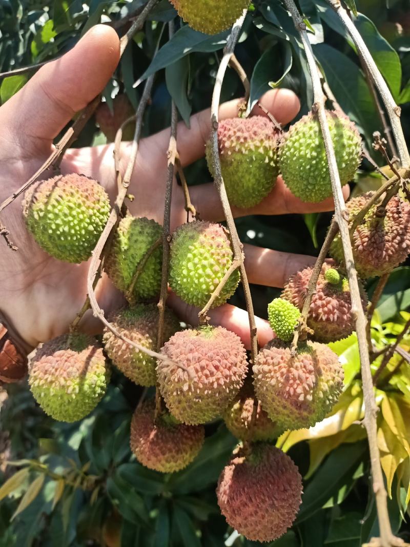 广东茂名白糖罂