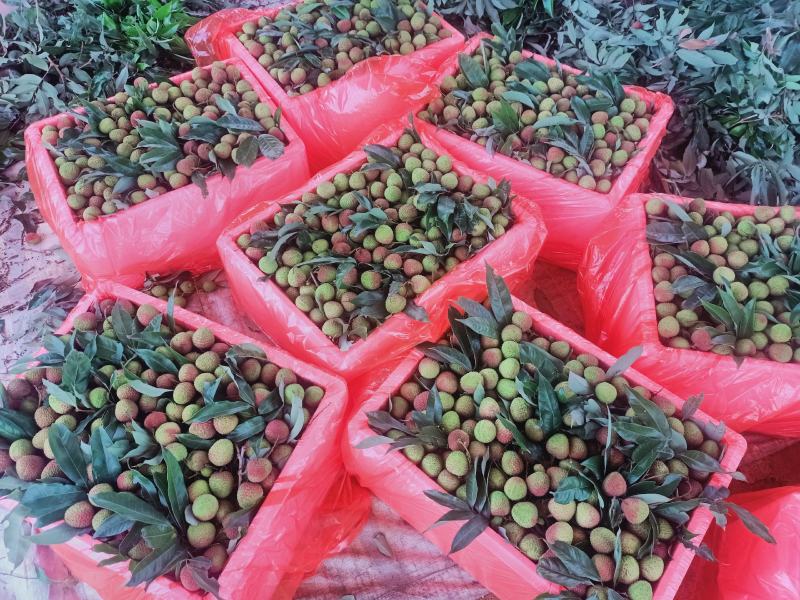 广东茂名白糖罂