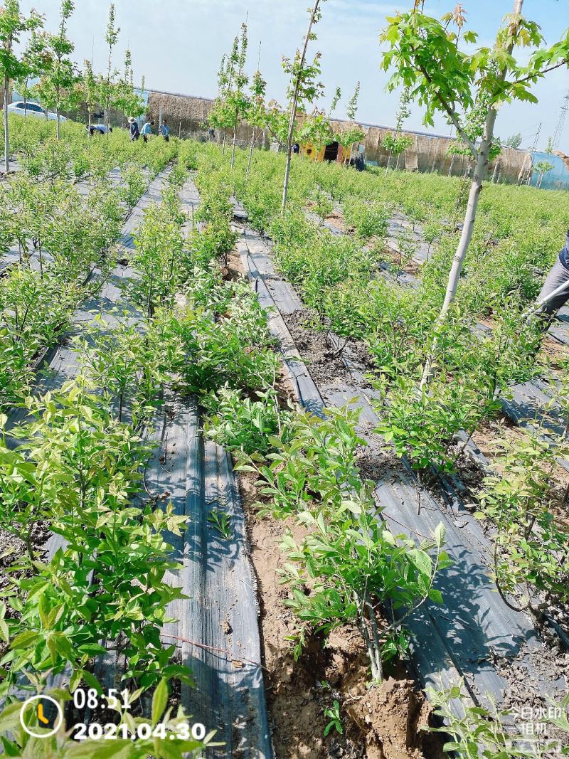 北美冬青耐寒灌木花卉观果花卉适合别墅区花园花海打造等