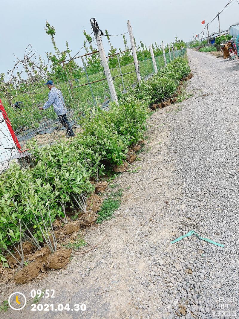 北美冬青耐寒灌木花卉观果花卉适合别墅区花园花海打造等