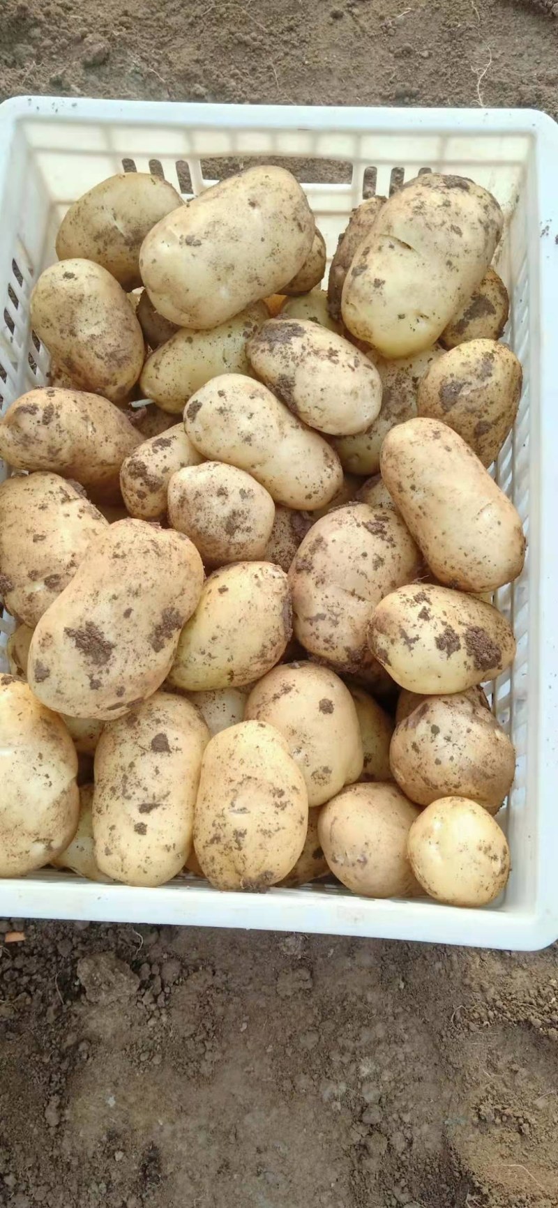 华州精品土豆沃土，颜色光亮，皮毛光无虫眼，是饭桌上的美