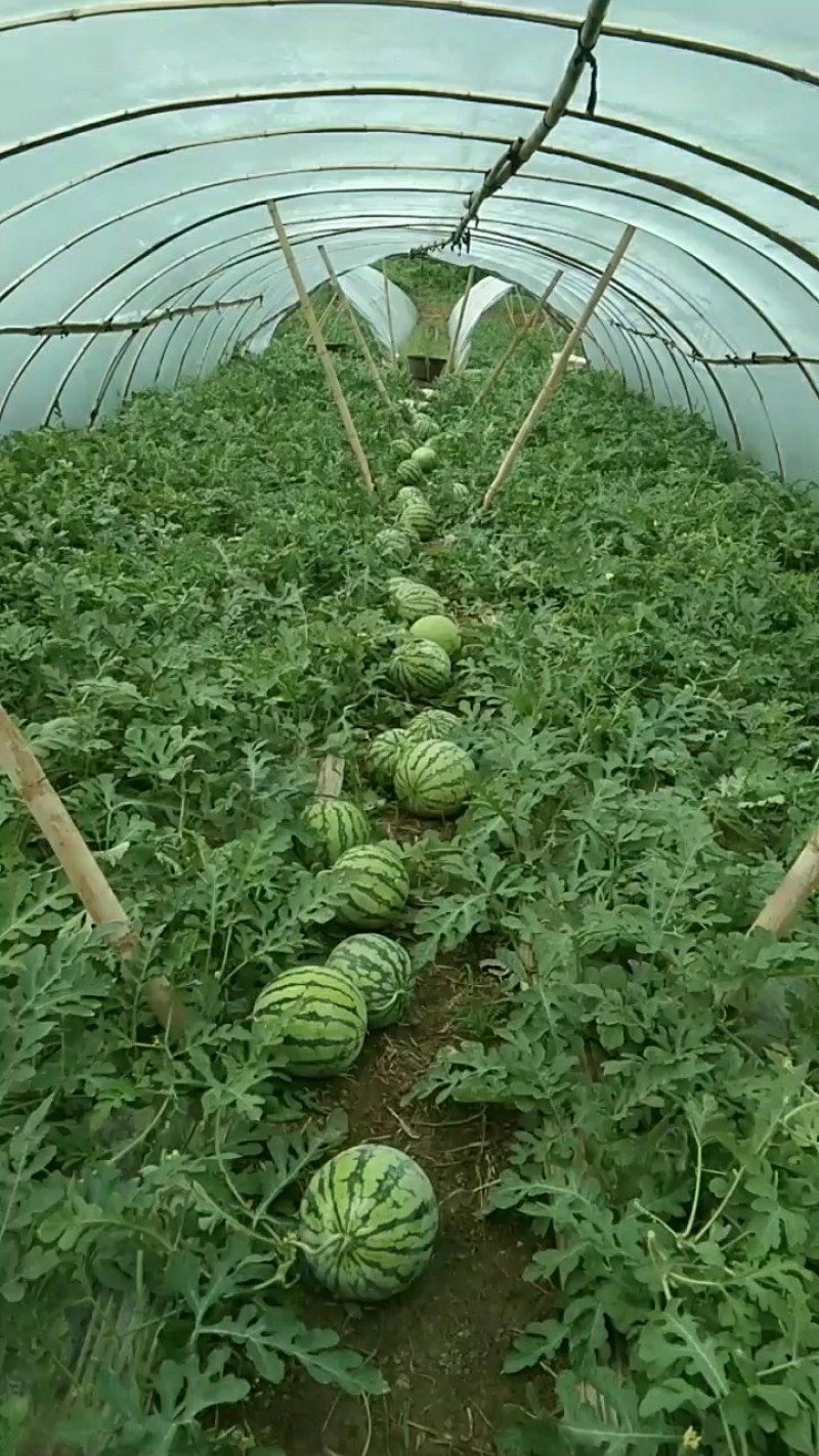 西瓜