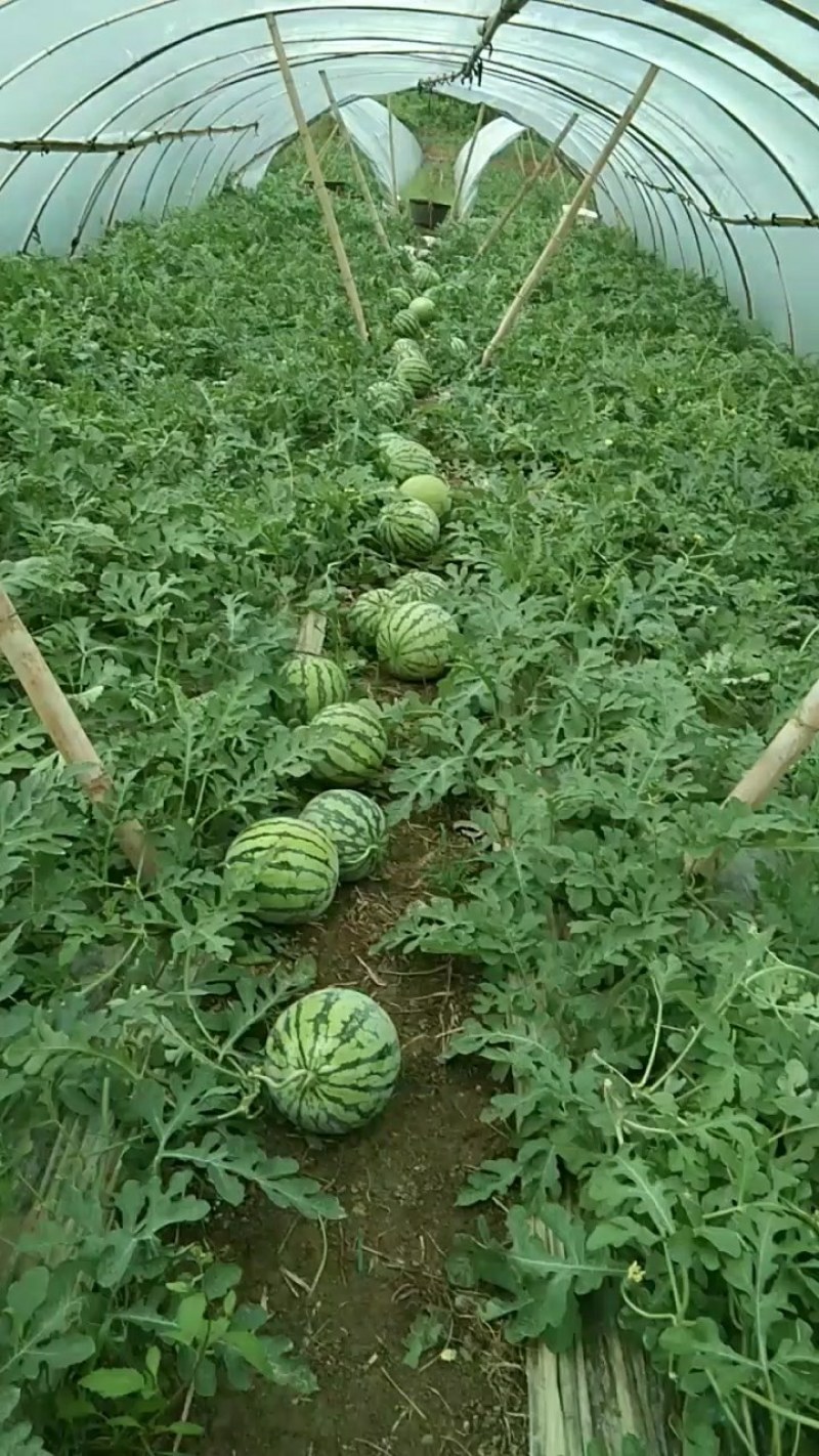 西瓜