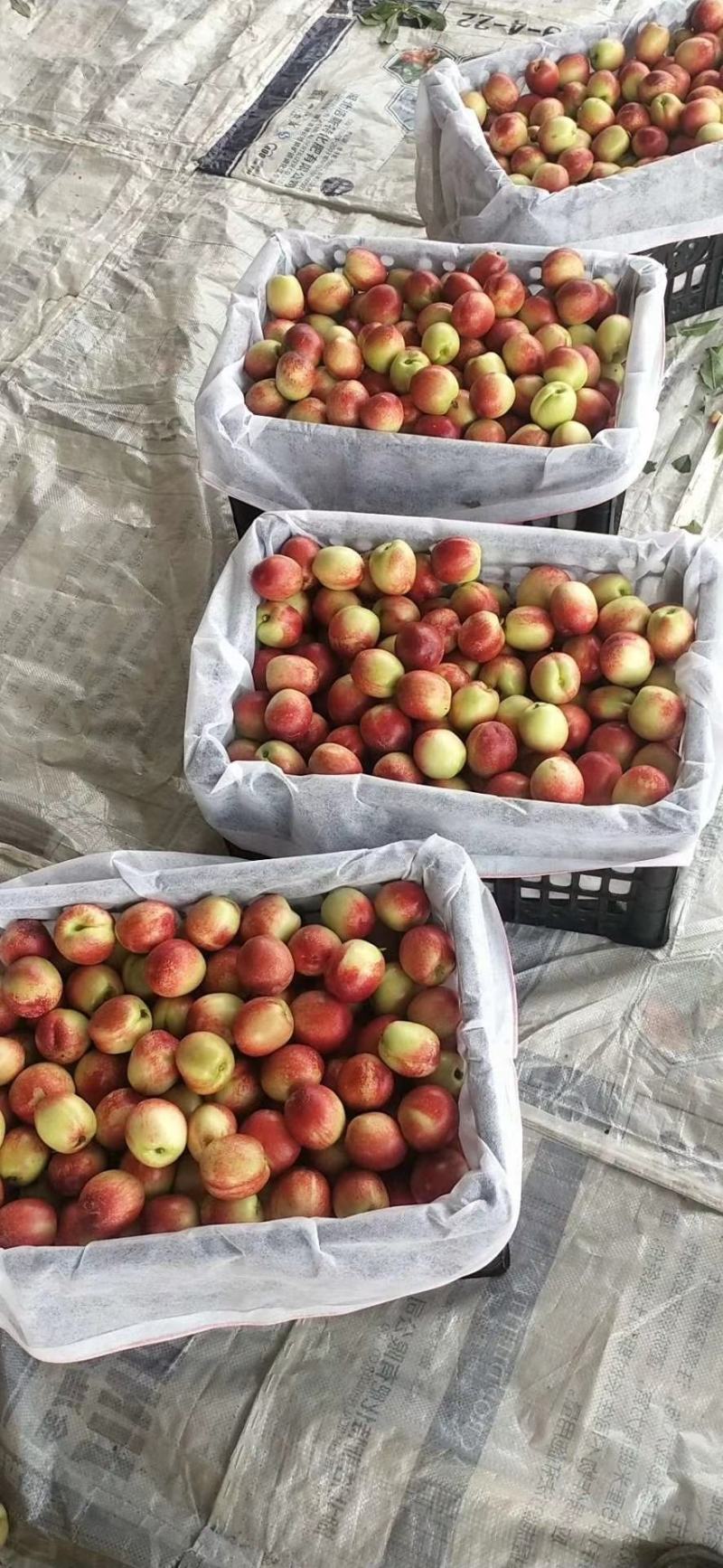 湖北宜城，精品油桃，产地直供，大量上市，品质保证！