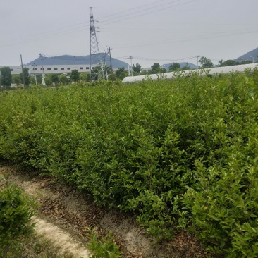 茶梅一米高