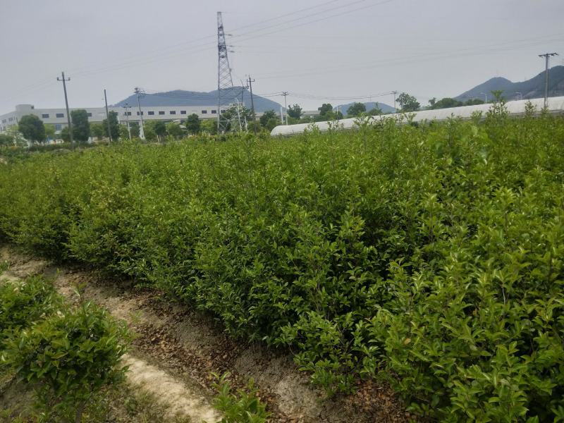 茶梅一米高