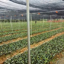 高产油茶嫁接苗