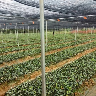 高产油茶嫁接苗
