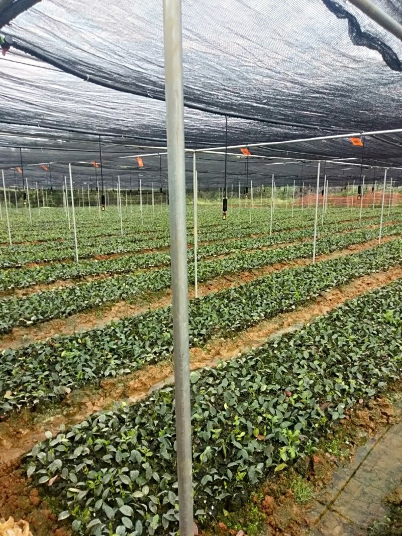 高产油茶嫁接苗